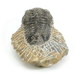 trilobites fosil