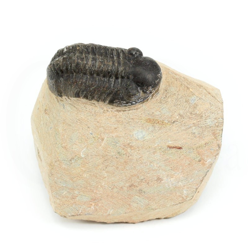 trilobites fosil