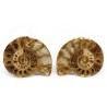 ammonites seccion