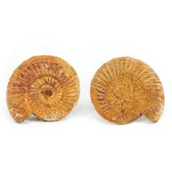 ammonites seccion