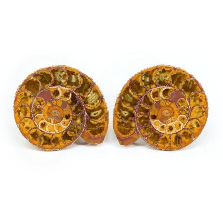 ammonites seccion