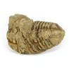 trilobites fosil