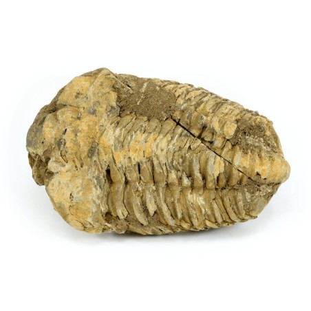 trilobites fosil