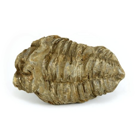 trilobites fosil