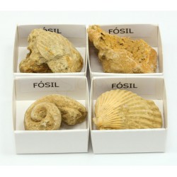 roca fosil