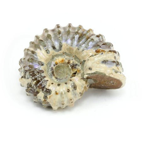 ammonites fosil