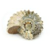 ammonites fosil