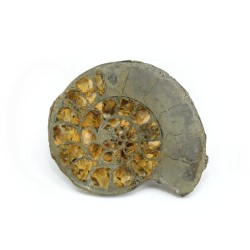 ammonites fosil piritizado
