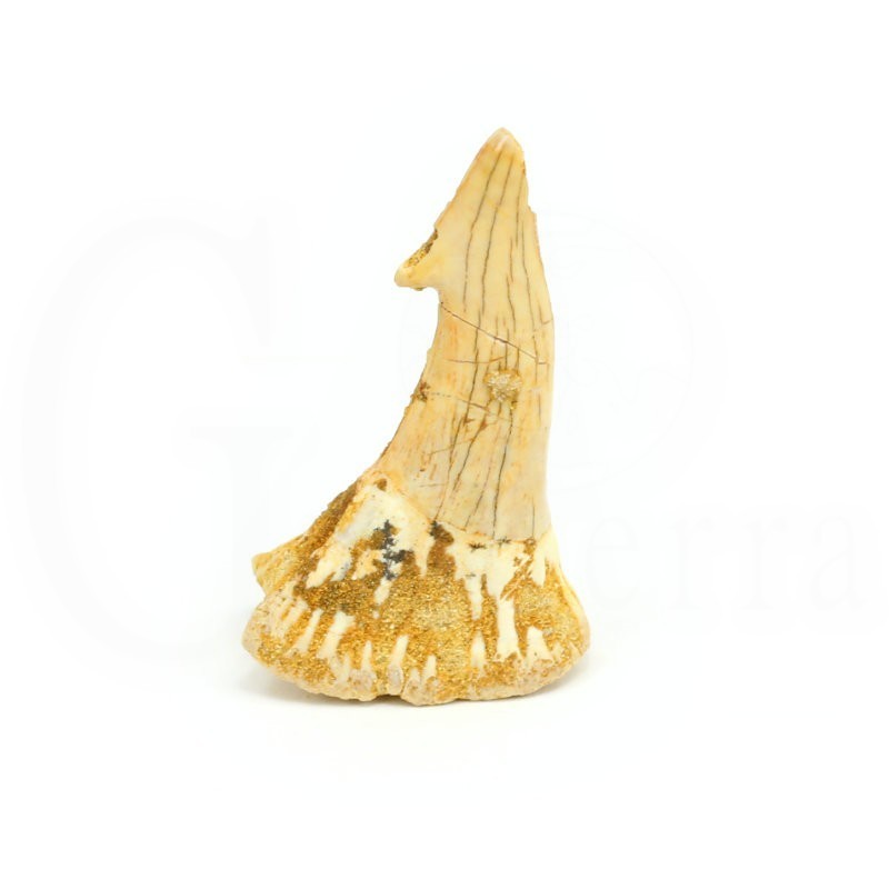 diente onchopristis fosil