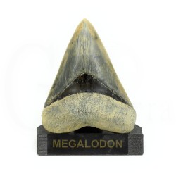 diente megalodon