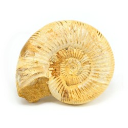 ammonites