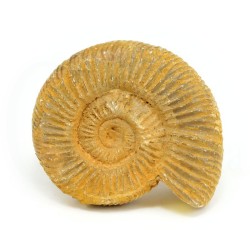 ammonites fosil