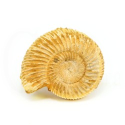 ammonites fosil