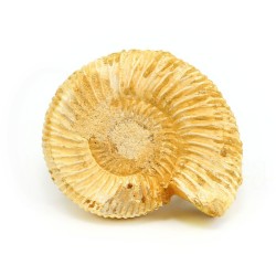 ammonites fosil