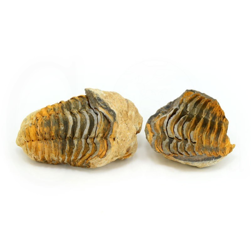 trilobites fosil