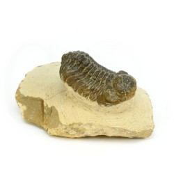 trilobites fosil perfil