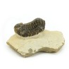 trilobites fosil perfil