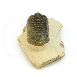 trilobites fosil perfil