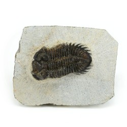 trilobites fosil perfil