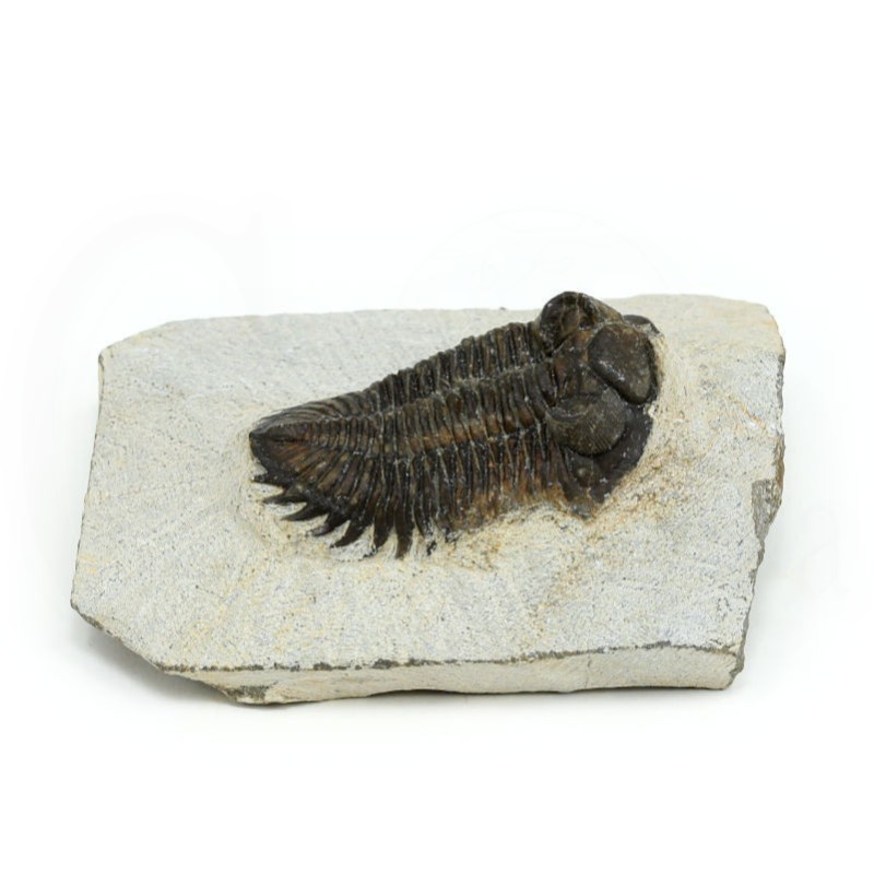 trilobites fosil perfil