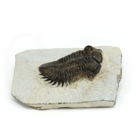 trilobites fosil perfil