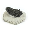 trilobites fosil perfil