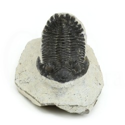 trilobites fosil perfil