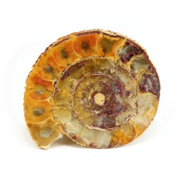 ammonites fosil seccion