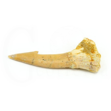 diente onchopristis fosil