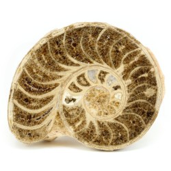 ammonites fosil seccion