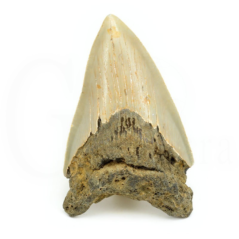 diente megalodon