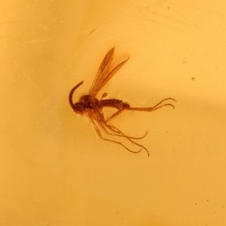 ambar insectos fosil