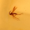 ambar insectos fosil