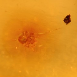 ambar insectos fosil