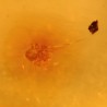 ambar insectos fosil