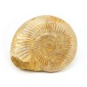 ammonites