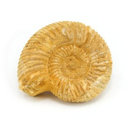 ammonites fosil