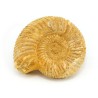 ammonites fosil