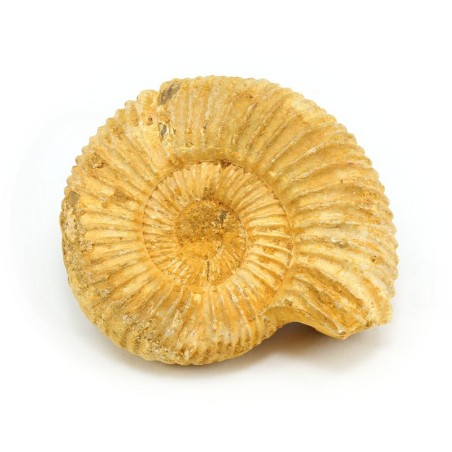 ammonites fosil