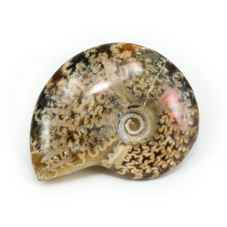 ammonites fosil