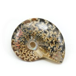 ammonites fosil