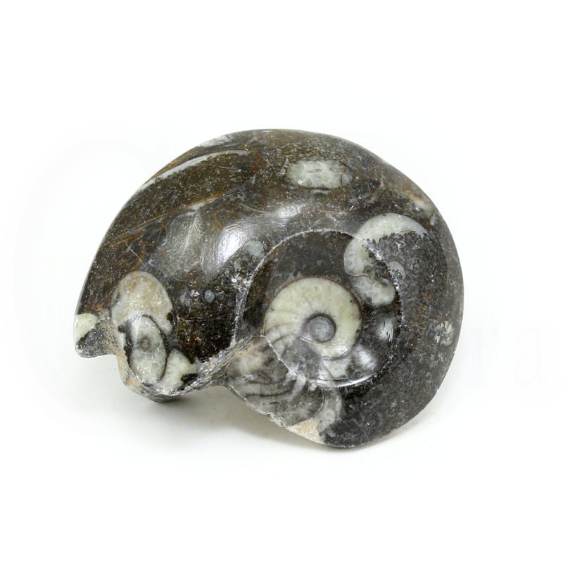 goniatites fosil
