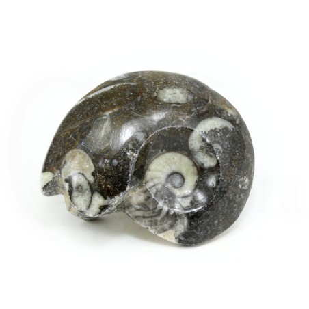 goniatites fosil