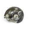 goniatites fosil