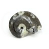 goniatites fosil