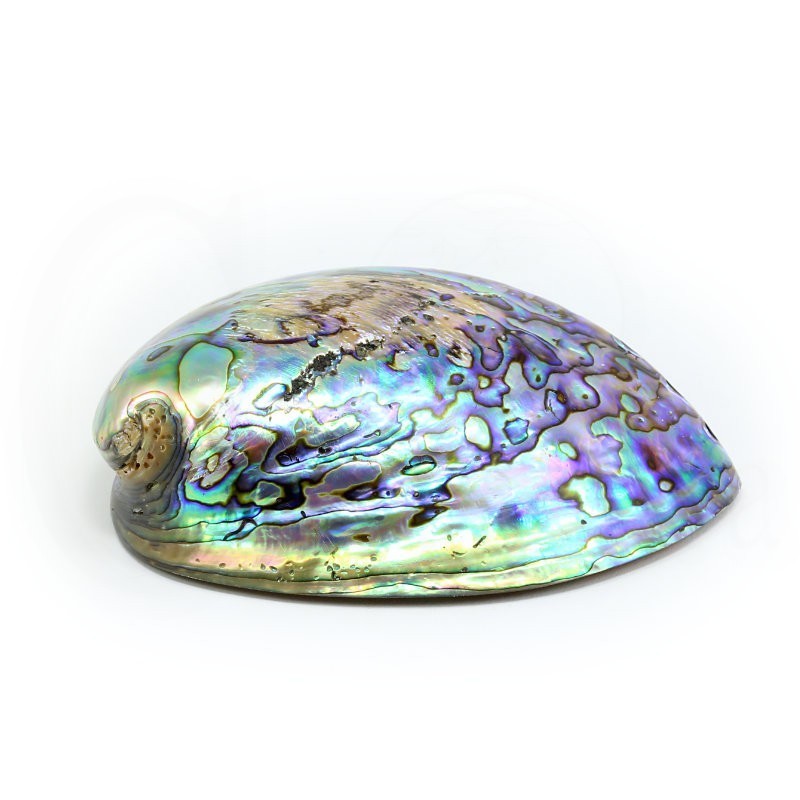 concha coleccion haliotis iris