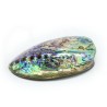 concha coleccion haliotis iris