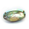 concha coleccion haliotis iris