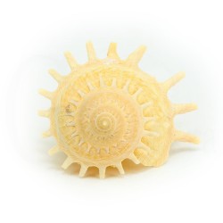 concha coleccion stellaria solaris