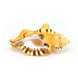 concha coleccion cymatium lotorium